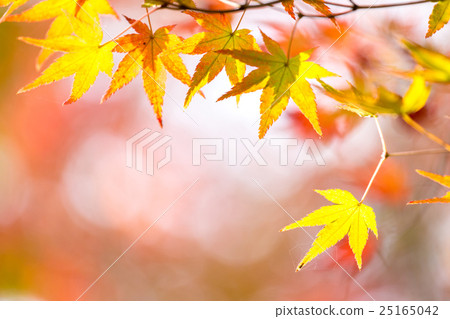 autumn background 25165042