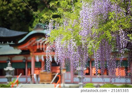 Wisteria of the Kyoto Saiju Spring Shrine 25165385