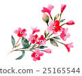 Watercolor illustration of a cherry flowers on a 25165544