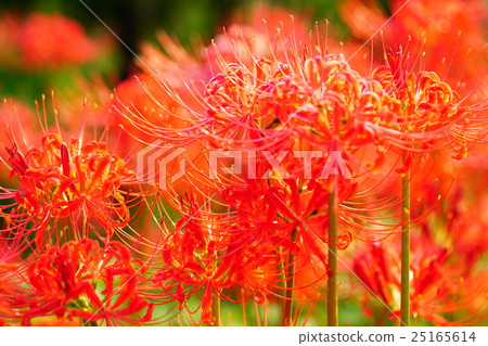 Higanbana flower field 25165614