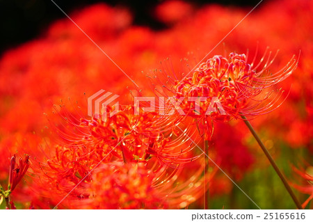 Higanbana花田 Higanbana花田 25165616
