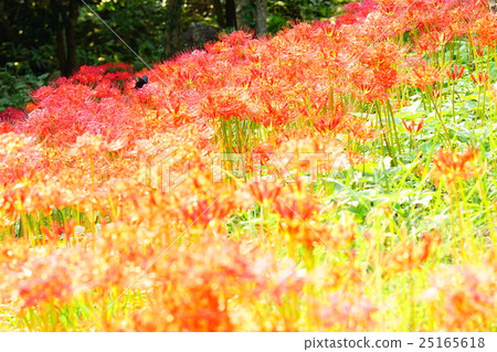 Higanbana flower field Higanbana flower field 25165618