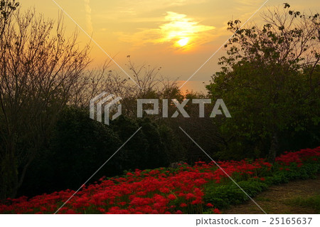 Sunset and Higanbana flower field Sunset and Higanbana flower field 25165637