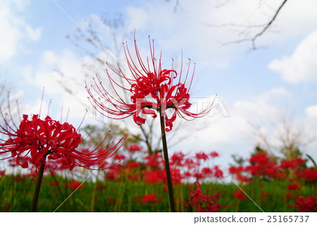 Higanbana flower garden and blue sky Higanbana flower garden and blue sky 25165737