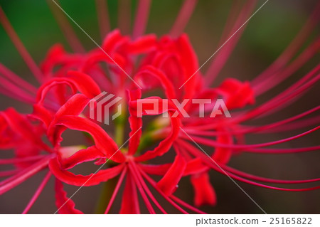 群集孤挺花 群集孤挺花 25165822