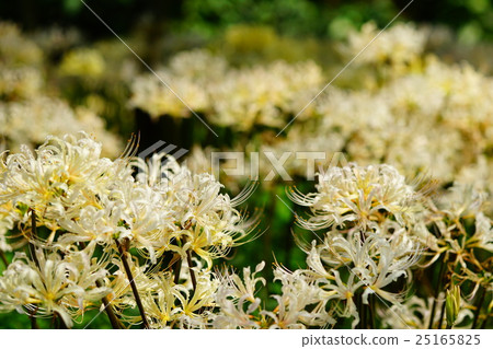 White cluster amaryllis 25165825