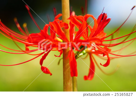 Cluster amaryllis 25165827