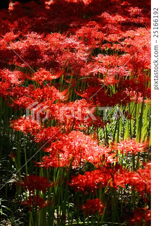 Cluster amaryllis 25166192