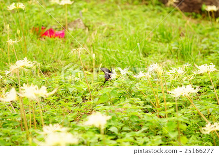 Higanbana flower garden and butterfly 25166277