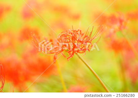 Higanbana flower field 25166280