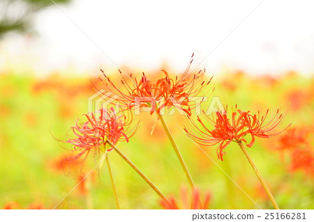 Higanbana flower field 25166281