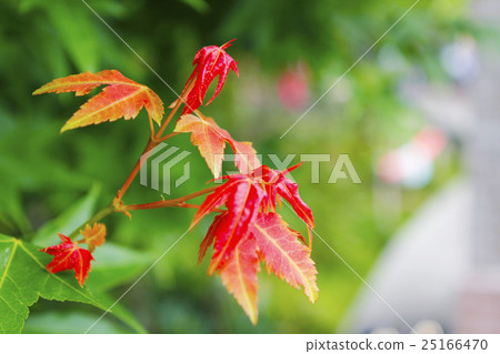 楓 秋 紅色 植物 楓 秋 紅色 植物 25166470