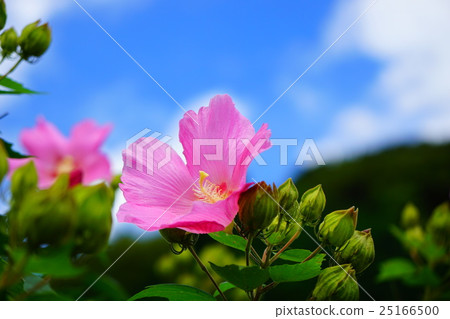 Flower with blue sky and blue sky 25166500