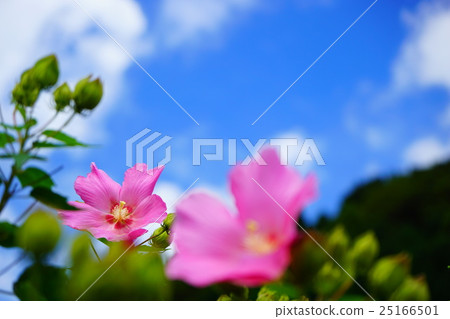 Flower with blue sky and blue sky 25166501