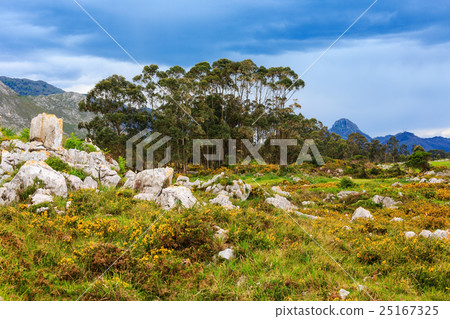 Summer blossoming hill. 25167325