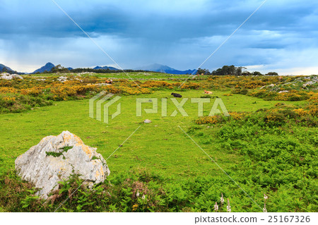Cow herd on summer hill. 25167326