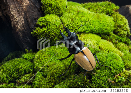 圖庫照片: stag beetle (odontolabis mouhoti ) male