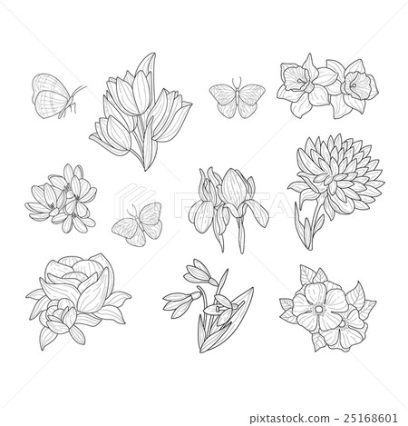 Spring Flowers And Butterflies Isolated Hand Drawn Spring Flowers And Butterflies Isolated Hand Drawn 25168601