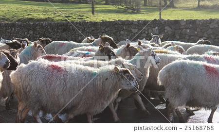 Sheep in Ireland trotting on road 25168768