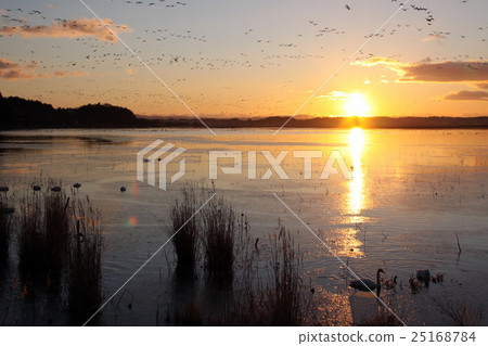 伊豆沼的日出 25168784
