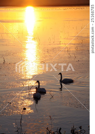 伊豆沼的日出 25168785