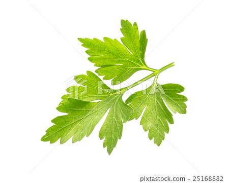 Parsley. One leaf isolated on white background 25168882