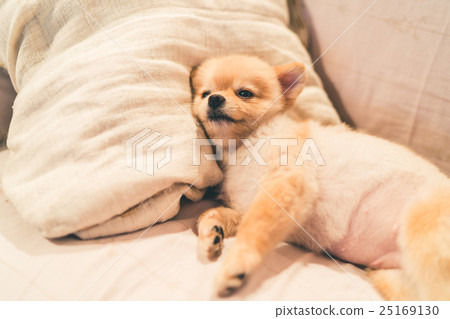 Cute pomeranian dog sleeping on pillow on bed 25169130