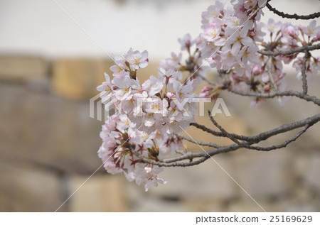 Japan 100 Great castle Nagoya castle in March Ishigaki and cherry blossoms 25169629