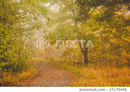 Foggy morning autumn forest Foggy morning autumn forest 25170446