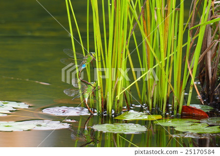 杜松子酒(產卵) 杜松子酒(產卵) 25170584