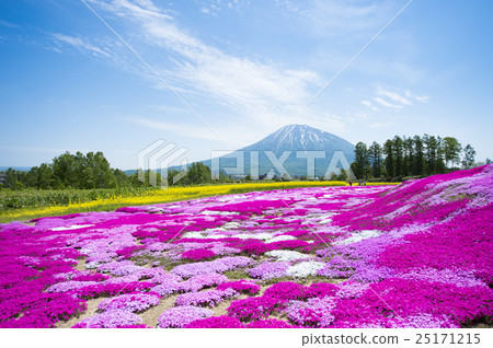 Shiba Sakura and Mt. Yotei (Mr. Niseko Mishima) 25171215