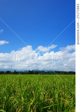 Summer paddy field Summer paddy field 25171663