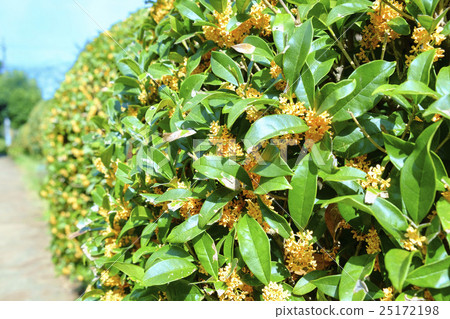 Kimochrome kinmokusei started to bloom 25172198