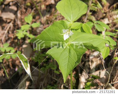 Miyama Enreisou (Crossburr Enrreaux) 25172201