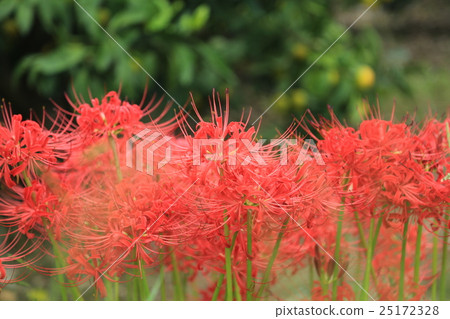 群集孤挺花 25172328