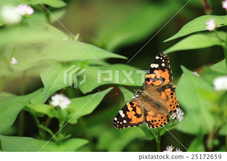 Living creatures Insects, bastards, beeswax with miso soup. It seems to be distributed all over the world, but there are surprisingly few encounters? 25172659