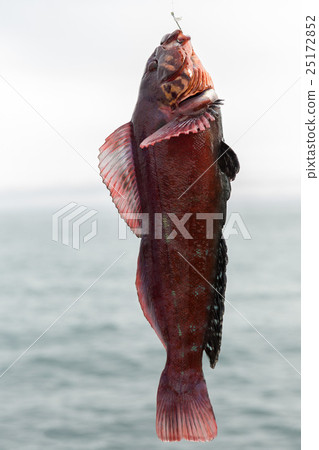 Mackerel on hook. Bottom sea fishing in the 25172852