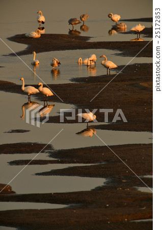 Afterglow of the Agano River Afterglow of the Agano River 25172853