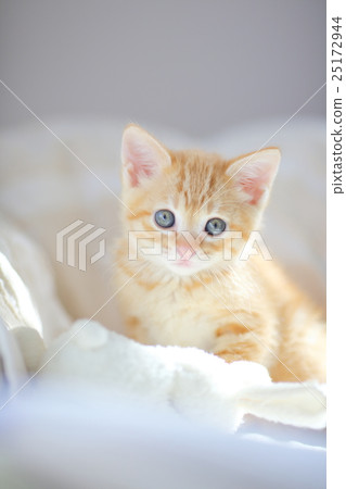 Tea Tiger kitty 2 Tea Tiger kitty 2 25172944