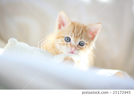 Tea Tiger kitty 3 Tea Tiger kitty 3 25172945