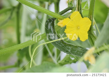 Cucumbers and flowers 25173421