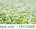蕎麥花 25173666