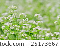 蕎麥花 25173667