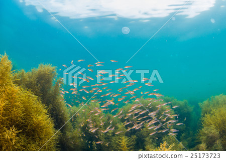 Sea of Notojima Sea of Notojima 25173723