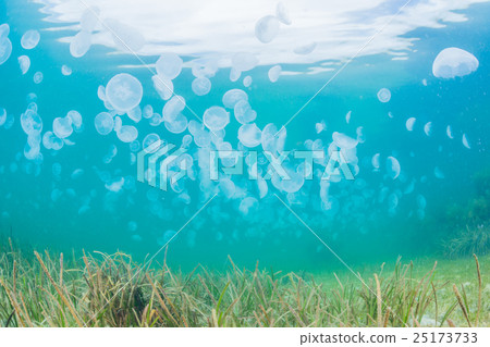 Sea of Notojima 25173733