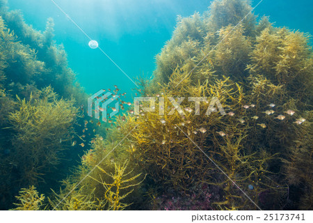 野島海 野島海 25173741