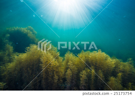 Sea of Notojima Sea of Notojima 25173754