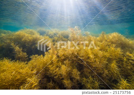 Sea of Notojima 25173756