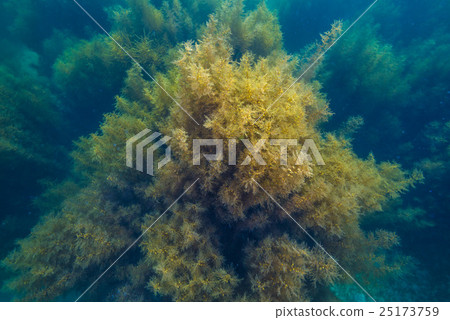 Sea of Notojima 25173759