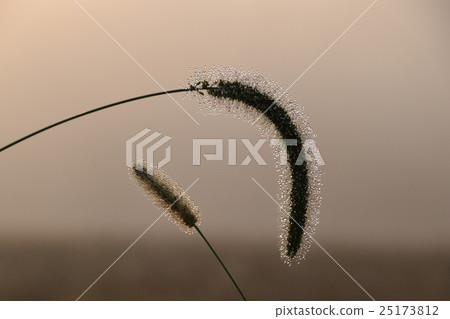 Enokolo grass Enokolo grass 25173812